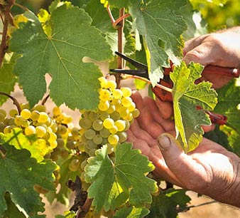 Picking Grapes