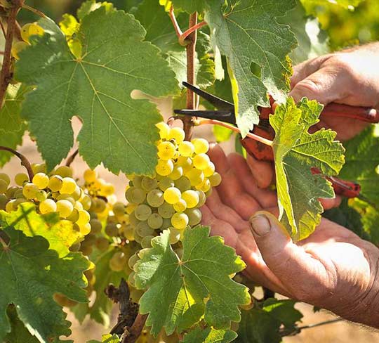 Picking Grapes