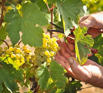 Picking Grapes