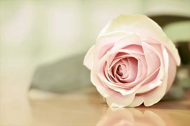 Image of a rose on the table